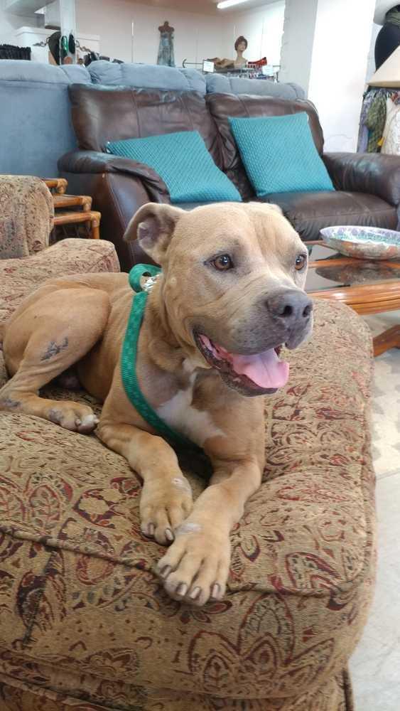 Enlarge Tank, a Adoptable mixed breed in Saint Augustine, FL image 3/4