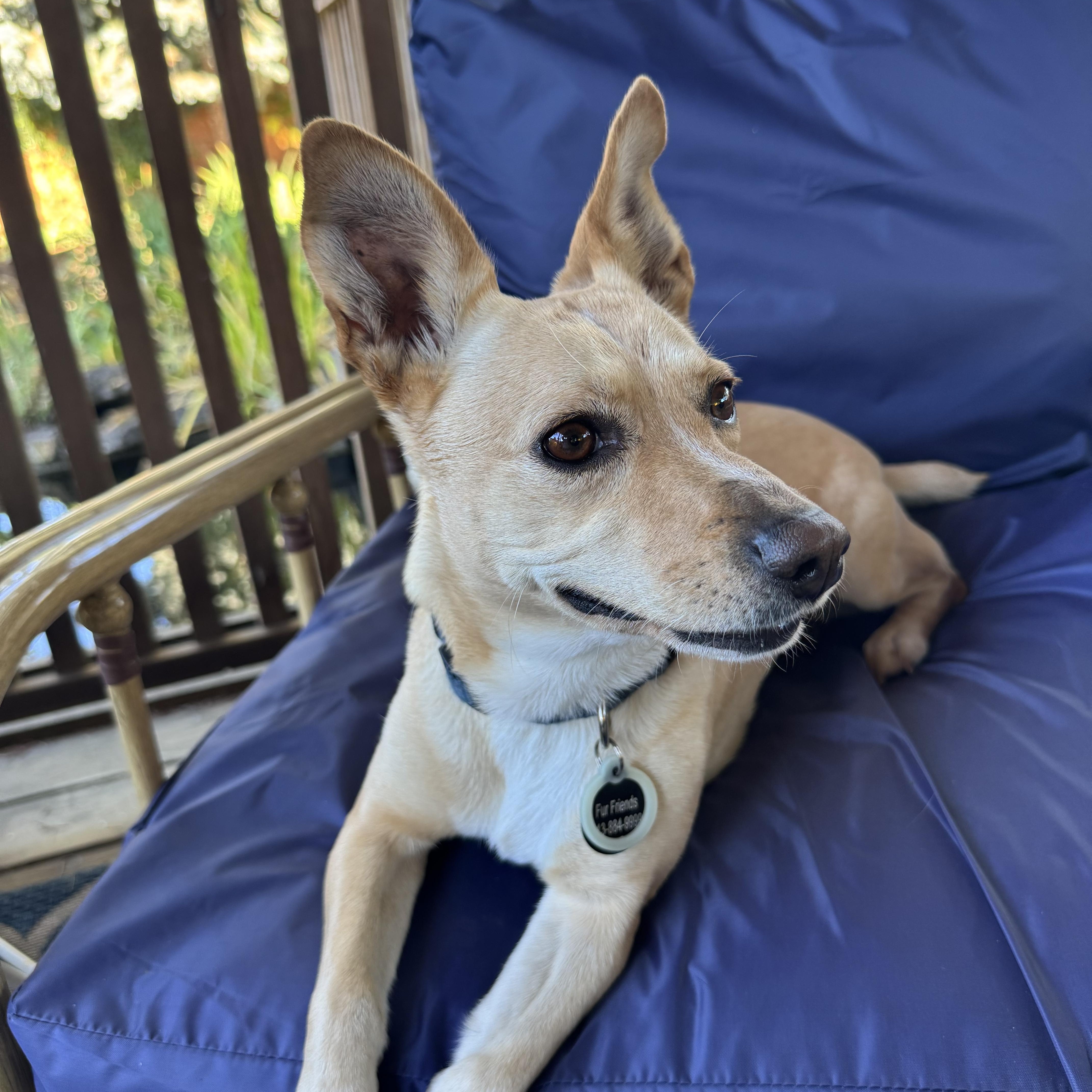 Enlarge Sandy, a Adoptable mixed breed in Saint Helens, OR image 2/6