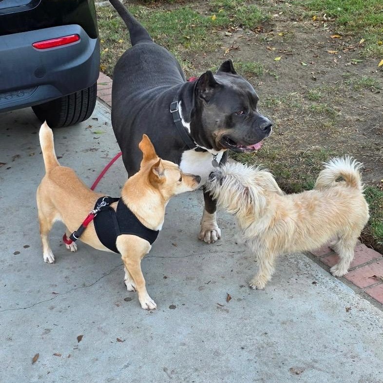 Enlarge Sandy, a Adoptable mixed breed in Saint Helens, OR image 4/6