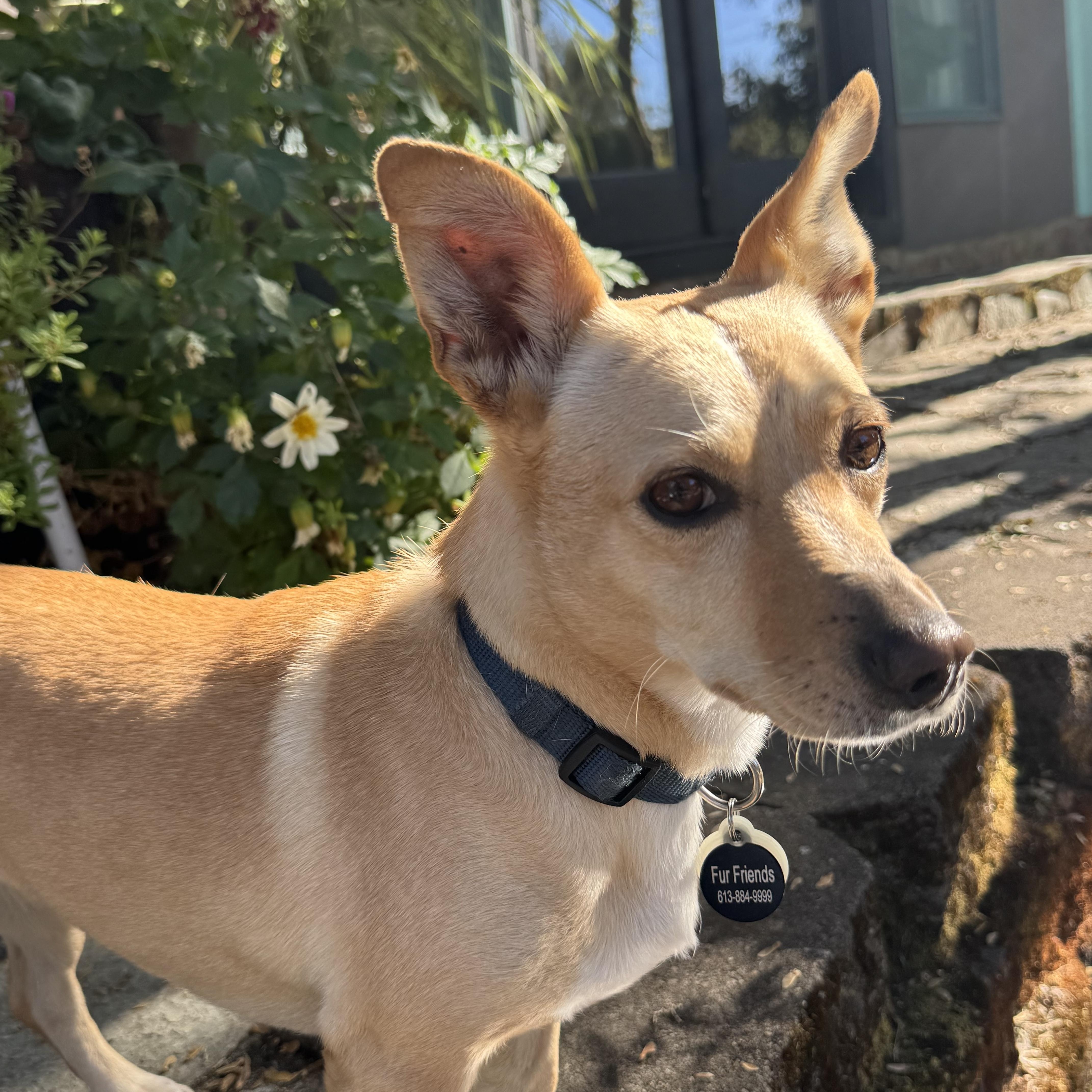 Enlarge Sandy, a Adoptable mixed breed in Saint Helens, OR image 1/6