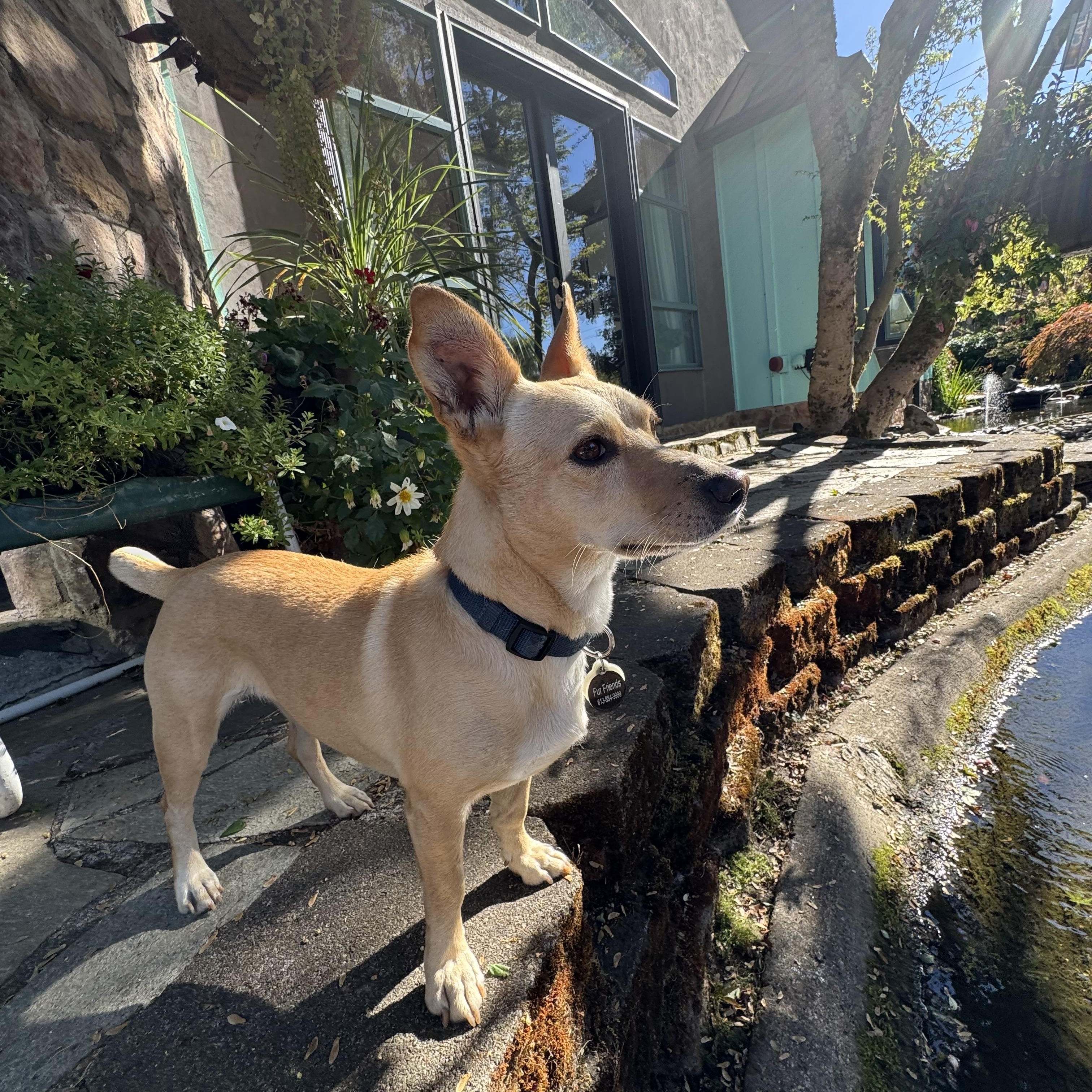 Enlarge Sandy, a Adoptable mixed breed in Saint Helens, OR image 3/6