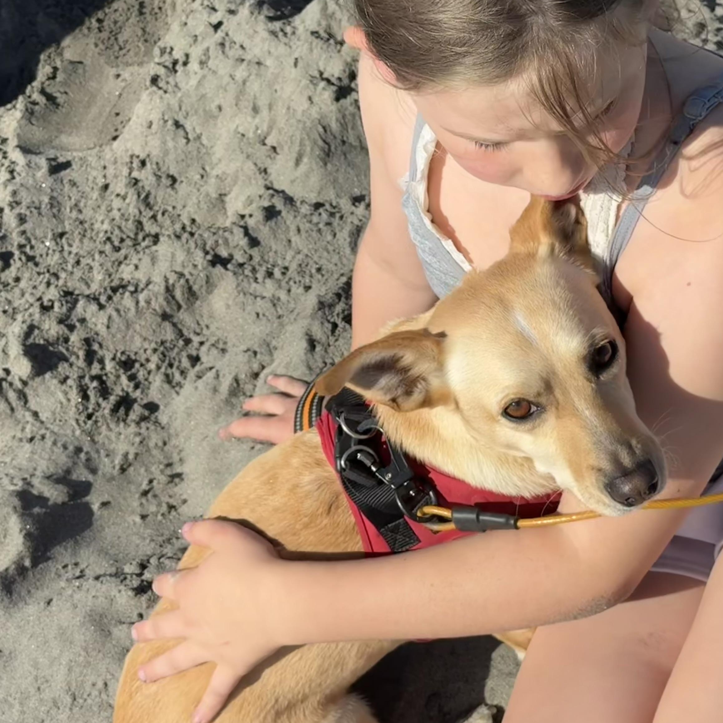 Enlarge Sandy, a Adoptable mixed breed in Saint Helens, OR image 5/6