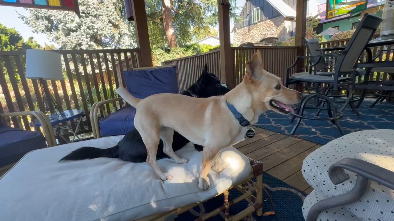 Enlarge Sandy, a Adoptable mixed breed in Saint Helens, OR video 6/6