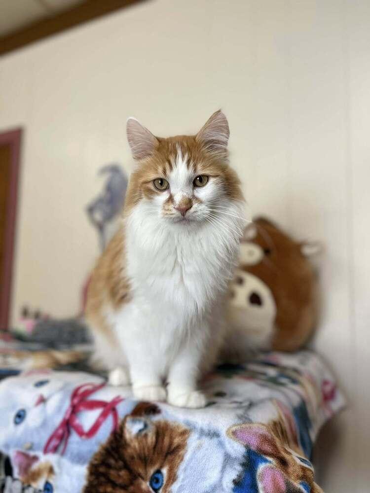 Enlarge Mando, a Adoptable mixed breed in Papillion, NE image 1/3