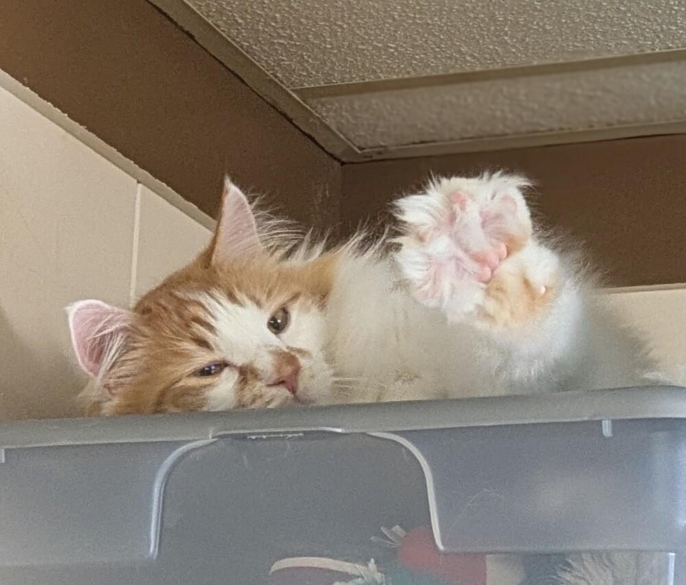 Enlarge Mando, a Adoptable mixed breed in Papillion, NE image 2/3