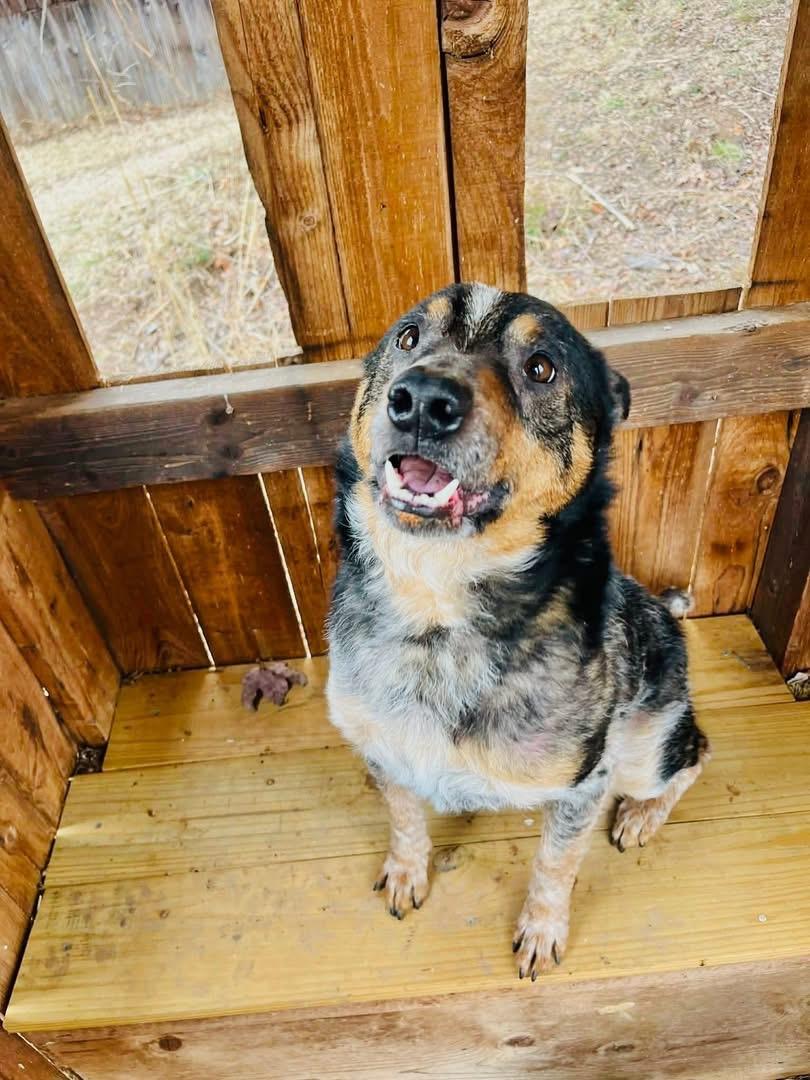 Enlarge Chuppy, a ADOPTABLE Australian Cattle Dog / Blue Heeler in Bassett, VA image 4/6