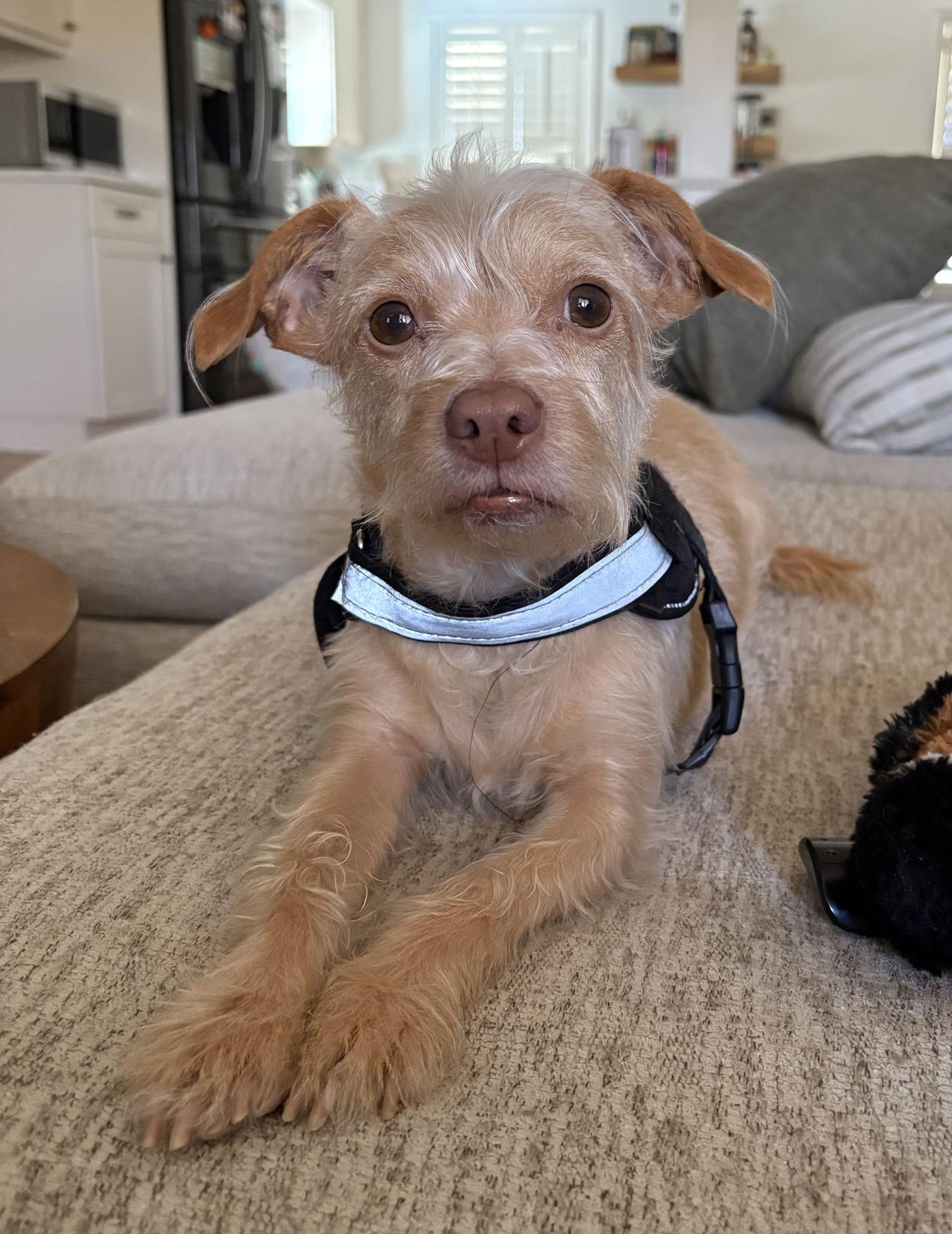 Enlarge Darrow, a Adoptable Cairn Terrier in Valrico, FL image 2/3