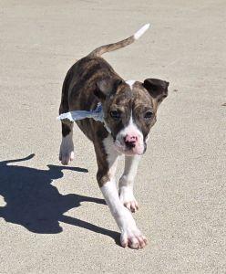 Maxwell, adopted, Young Male Chihuahua & Bulldog.