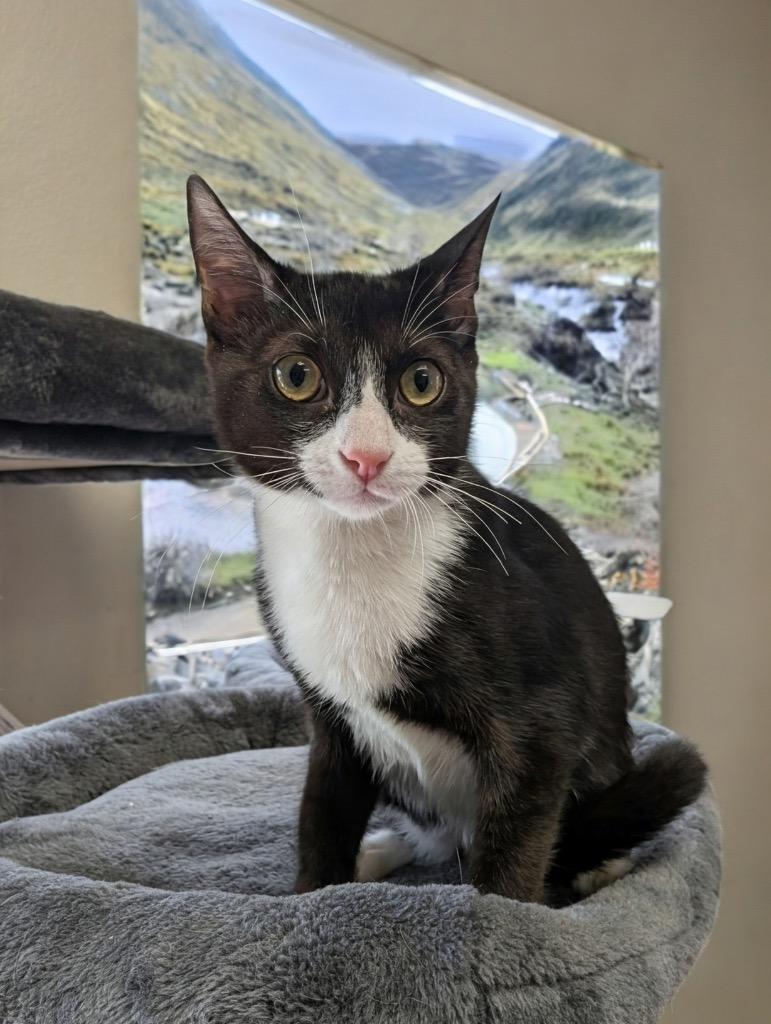 Orie - $75 Adoption Fee, Adoptable, Young Male Domestic Short Hair.