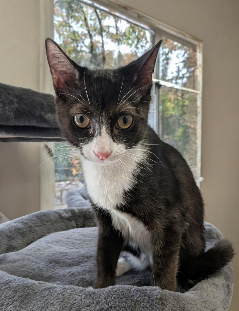 Enlarge Orie - $75 Adoption Fee, a Adoptable mixed breed in Fort Myers, FL image 2/2