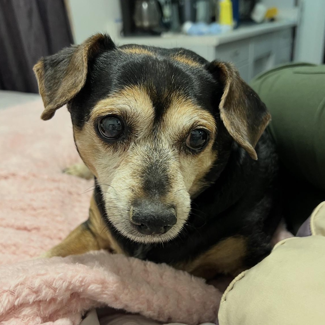 BAXTER!, Adoptable, Senior Male Beagle.