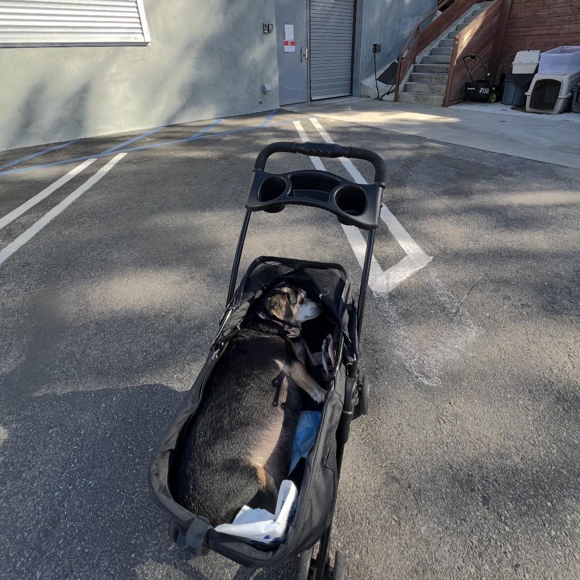 Enlarge BAXTER!, a Adoptable mixed breed in Los Angeles, CA image 5/6