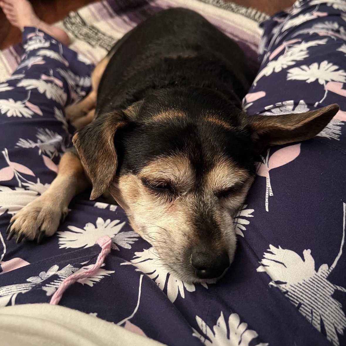 Enlarge BAXTER!, a Adoptable mixed breed in Los Angeles, CA image 4/6