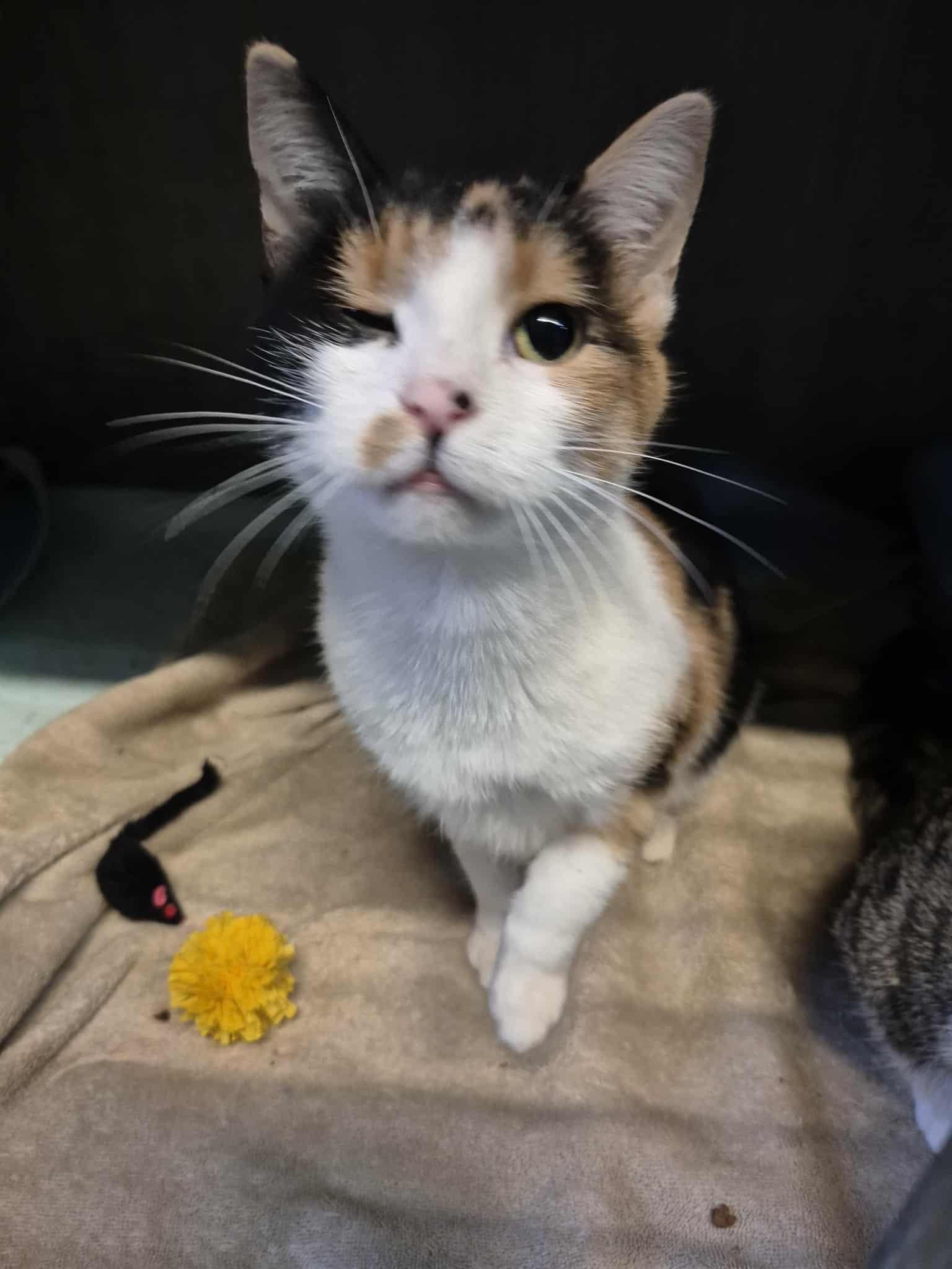 Calla, ADOPTABLE, Adult Female Domestic Short Hair & Calico.