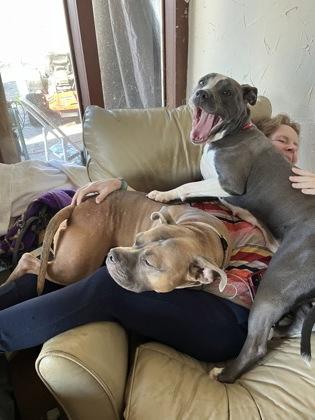 Enlarge Lily (159804) (In a foster home), a ADOPTABLE Pit Bull Terrier in Baton Rouge, LA image 4/4