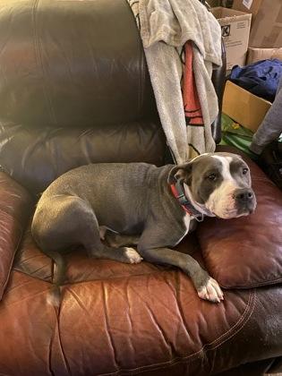 Enlarge Lily (159804) (In a foster home), a ADOPTABLE Pit Bull Terrier in Baton Rouge, LA image 2/4