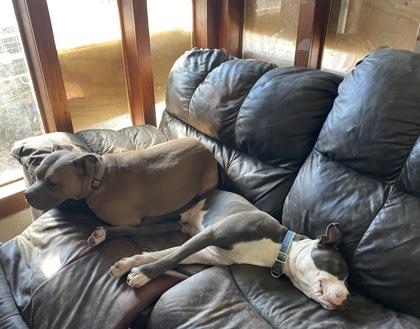 Enlarge Lily (159804) (In a foster home), a ADOPTABLE Pit Bull Terrier in Baton Rouge, LA image 3/4