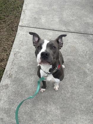Enlarge Lily (159804) (In a foster home), a ADOPTABLE Pit Bull Terrier in Baton Rouge, LA image 1/4