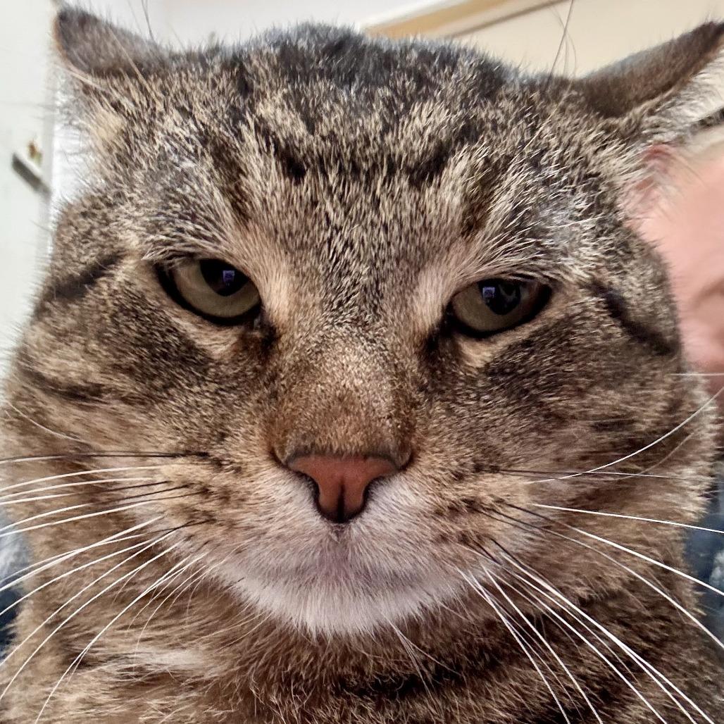 Enlarge PEDRO PASCAL, an adopted Domestic Short Hair in Joshua Tree, CA image 1/1