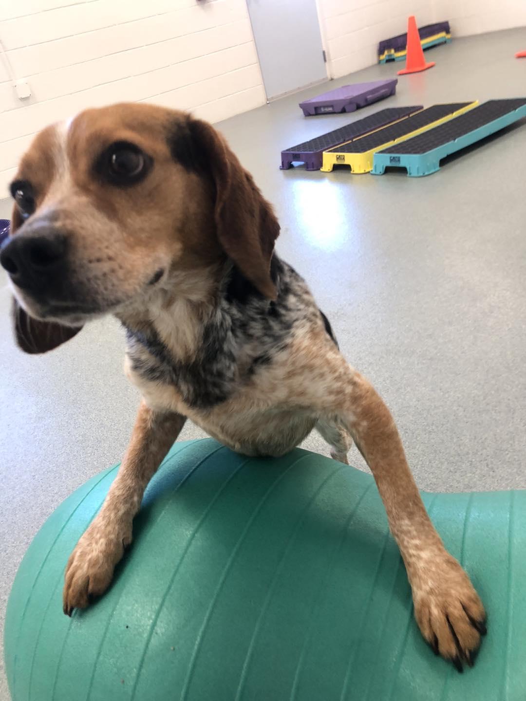 Enlarge Rodger, an adopted Beagle in Alburtis, PA image 3/4