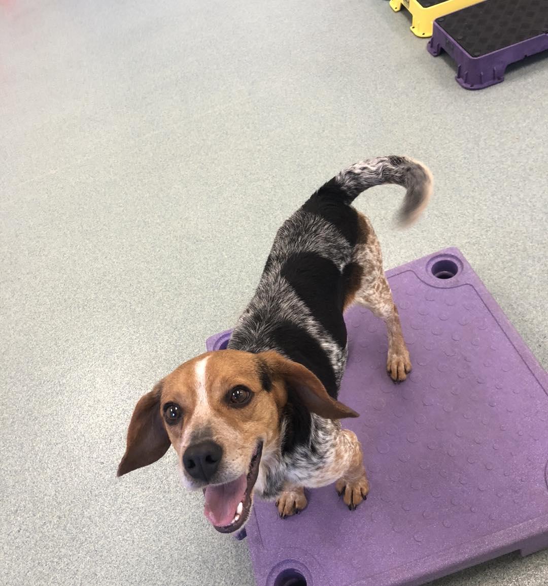 Enlarge Rodger, an adopted Beagle in Alburtis, PA image 2/4