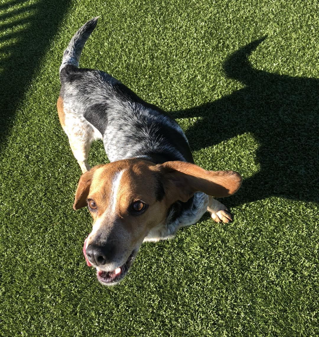 Enlarge Rodger, an adopted Beagle in Alburtis, PA image 4/4