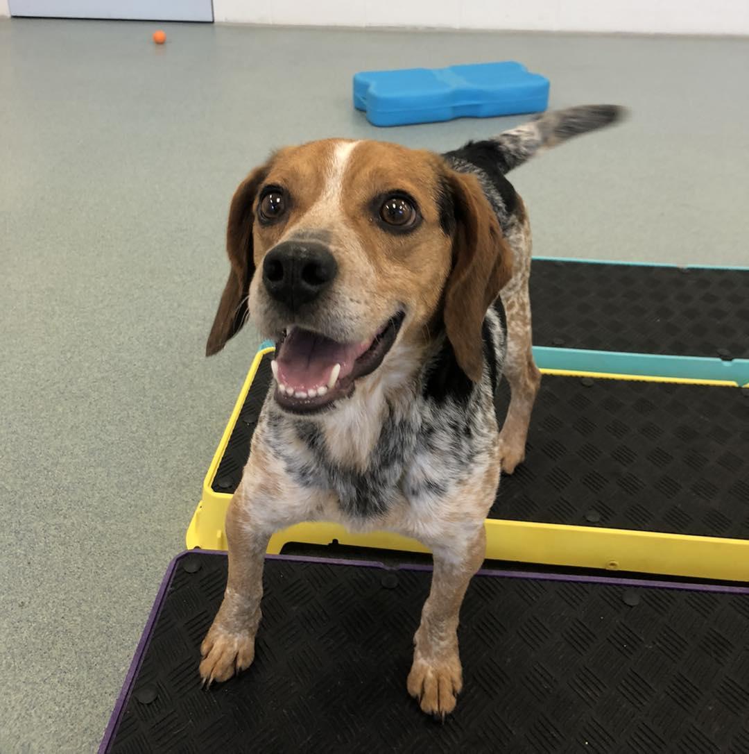 Enlarge Rodger, an adopted Beagle in Alburtis, PA image 1/4