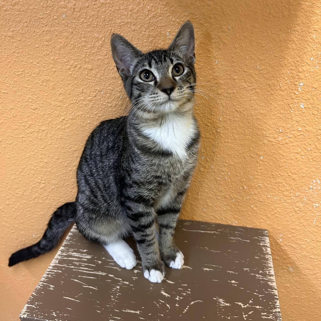 Enlarge Himmel, a Adoptable Domestic Short Hair in Fresno, CA image 1/3