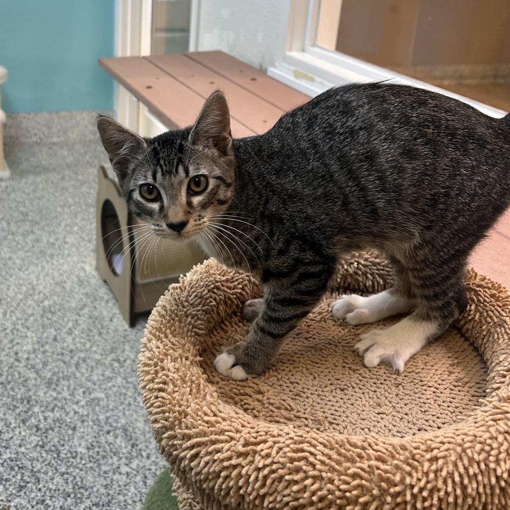 Himmel, a Adoptable Domestic Short Hair in Fresno, CA image 1/3