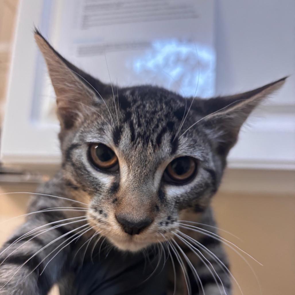 Himmel, a Adoptable Domestic Short Hair in Fresno, CA image 2/3