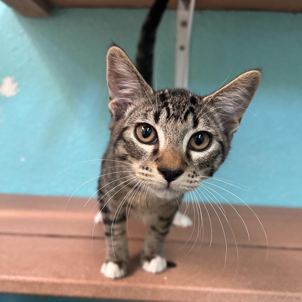 Himmel, a Adoptable Domestic Short Hair in Fresno, CA image 3/3