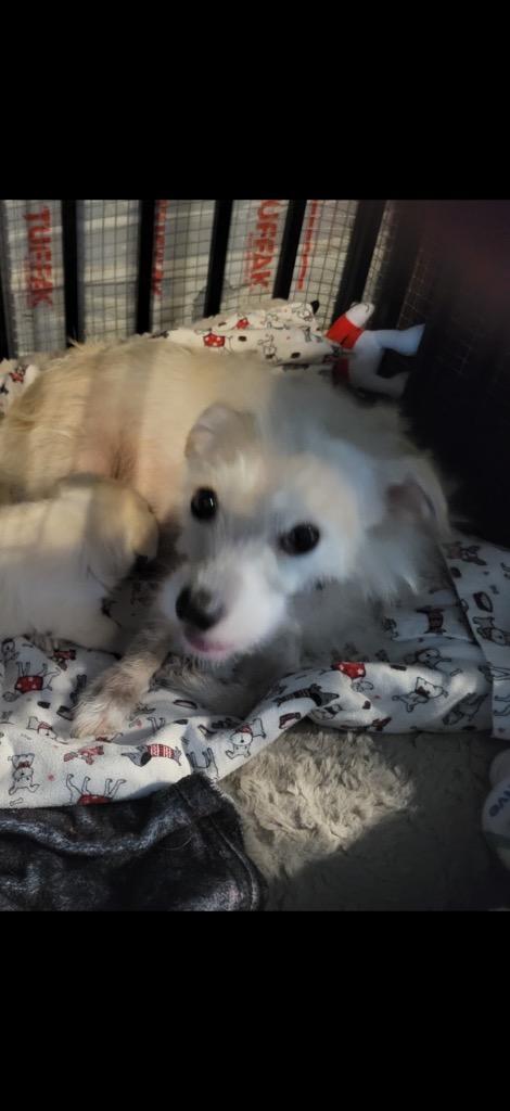 25Zelda, an adopted mixed breed in Shingle Springs, CA image 6/6