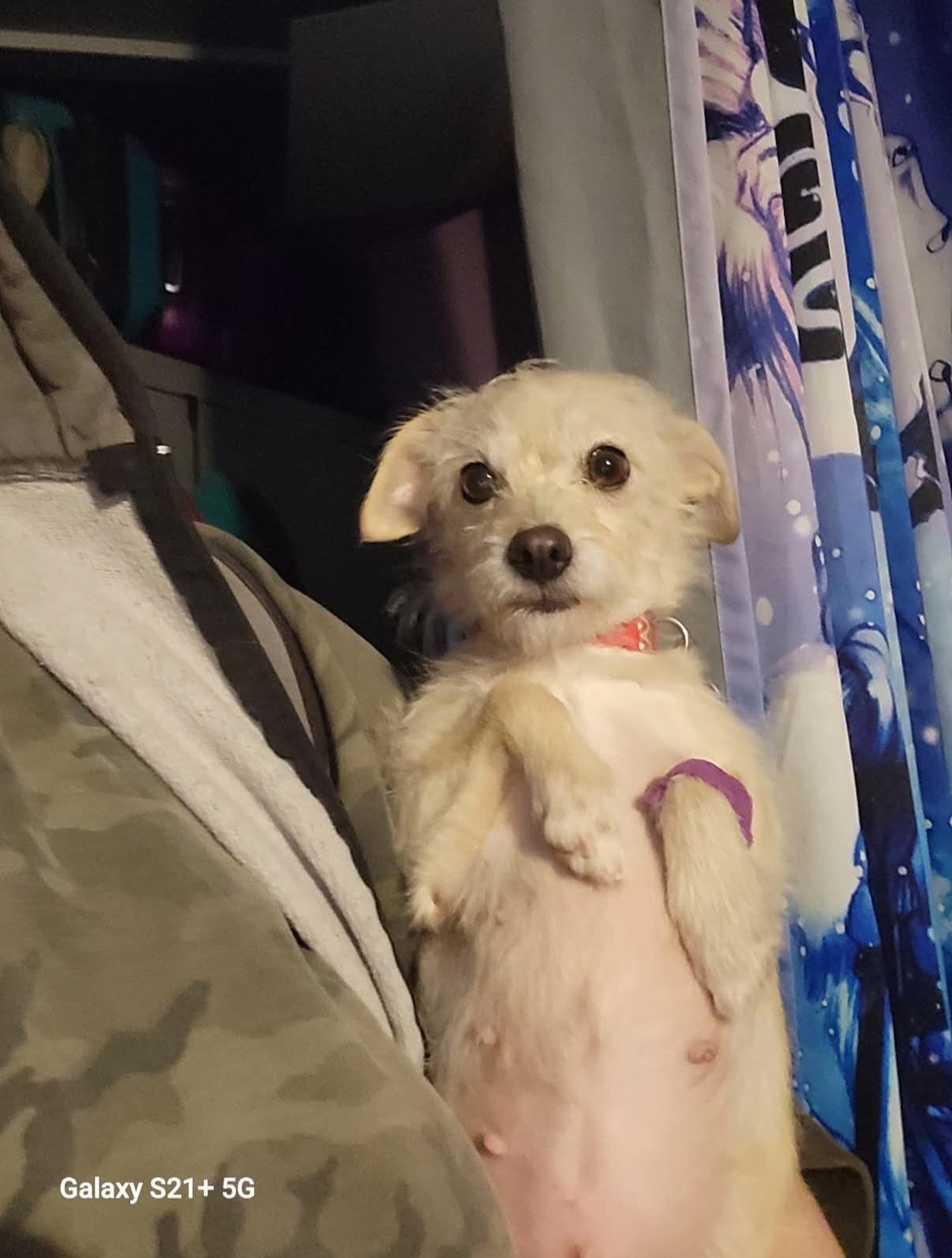 25Zelda, an adopted mixed breed in Shingle Springs, CA image 3/6