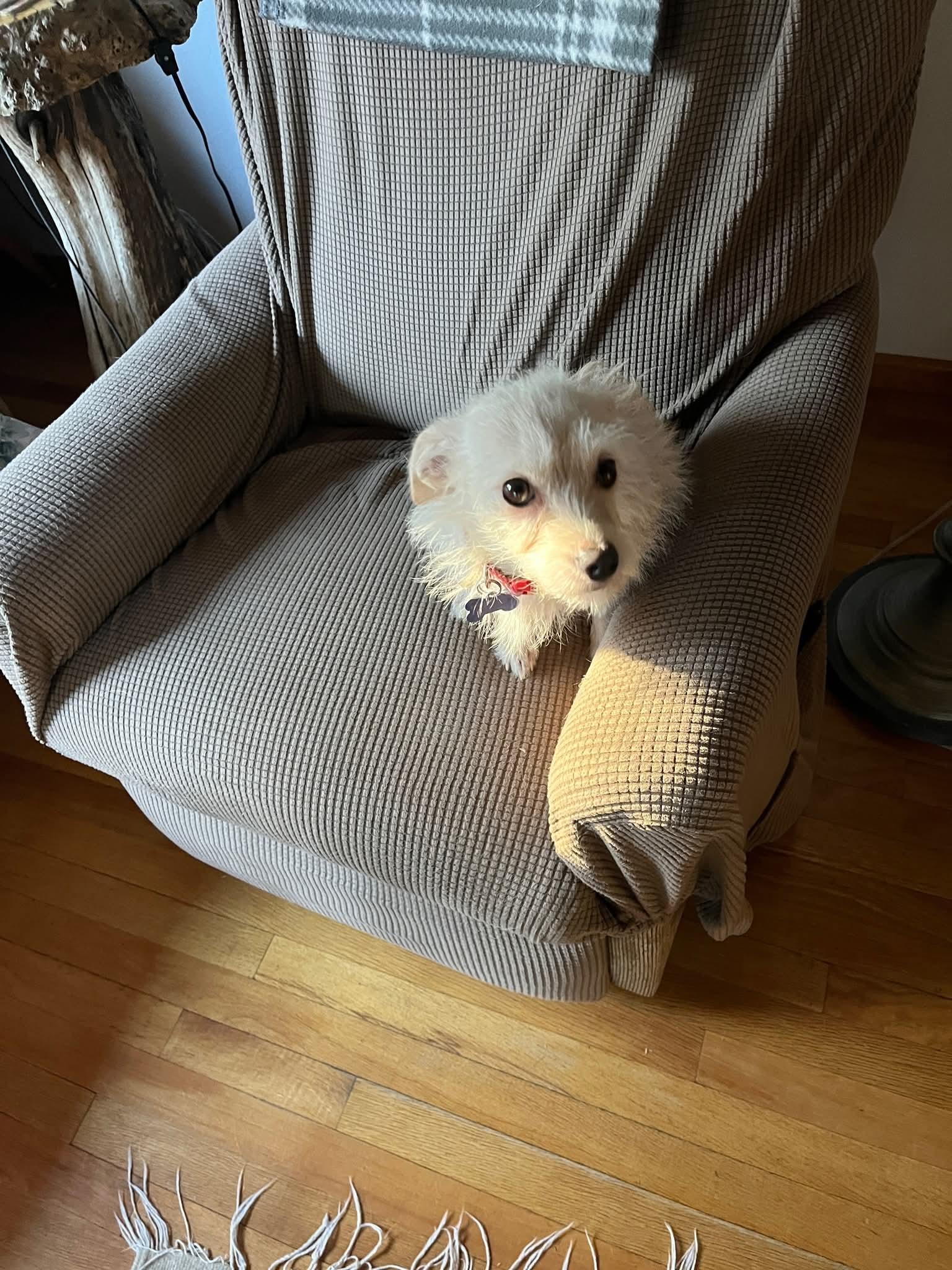 25Zelda, an adopted mixed breed in Shingle Springs, CA image 2/6