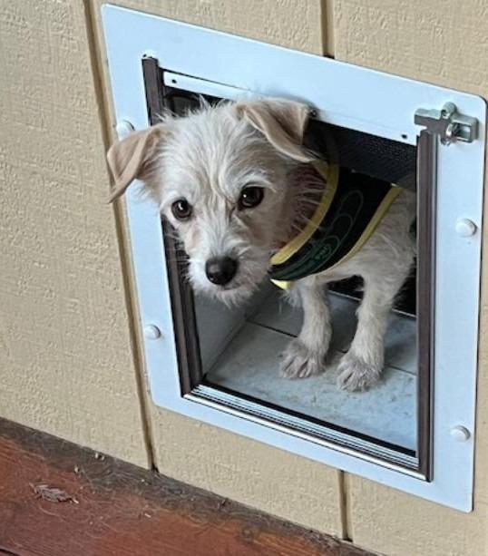 25Zelda, an adopted mixed breed in Shingle Springs, CA image 1/6