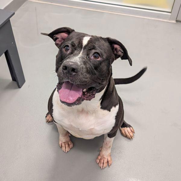 Bella, Adoptable, Adult Female American Bulldog.