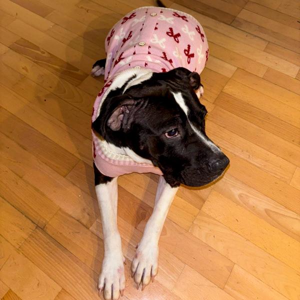 Bella, a Adoptable mixed breed in Des Moines, IA image 2/6