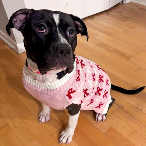 Bella, a Adoptable mixed breed in Des Moines, IA image 3/6