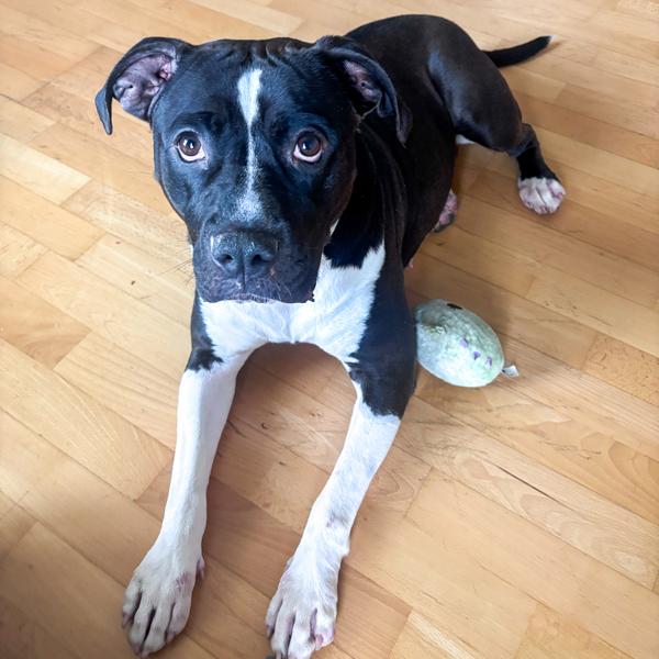 Bella, a Adoptable mixed breed in Des Moines, IA image 5/6