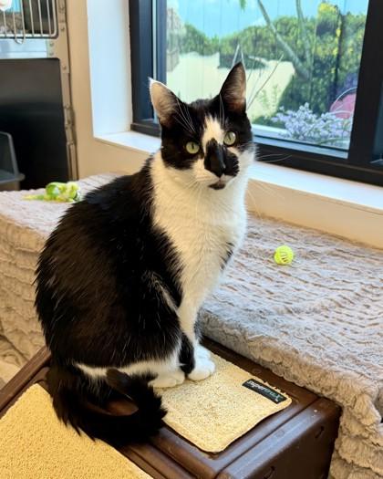 Vincent, Adoptable, Adult Male Domestic Short Hair & Domestic Short Hair.