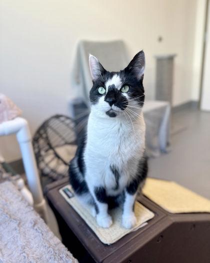 Enlarge Vincent, a Adoptable mixed breed in Saint Petersburg, FL image 2/3