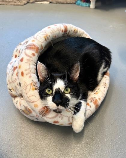 Enlarge Vincent, a Adoptable mixed breed in Saint Petersburg, FL image 3/3