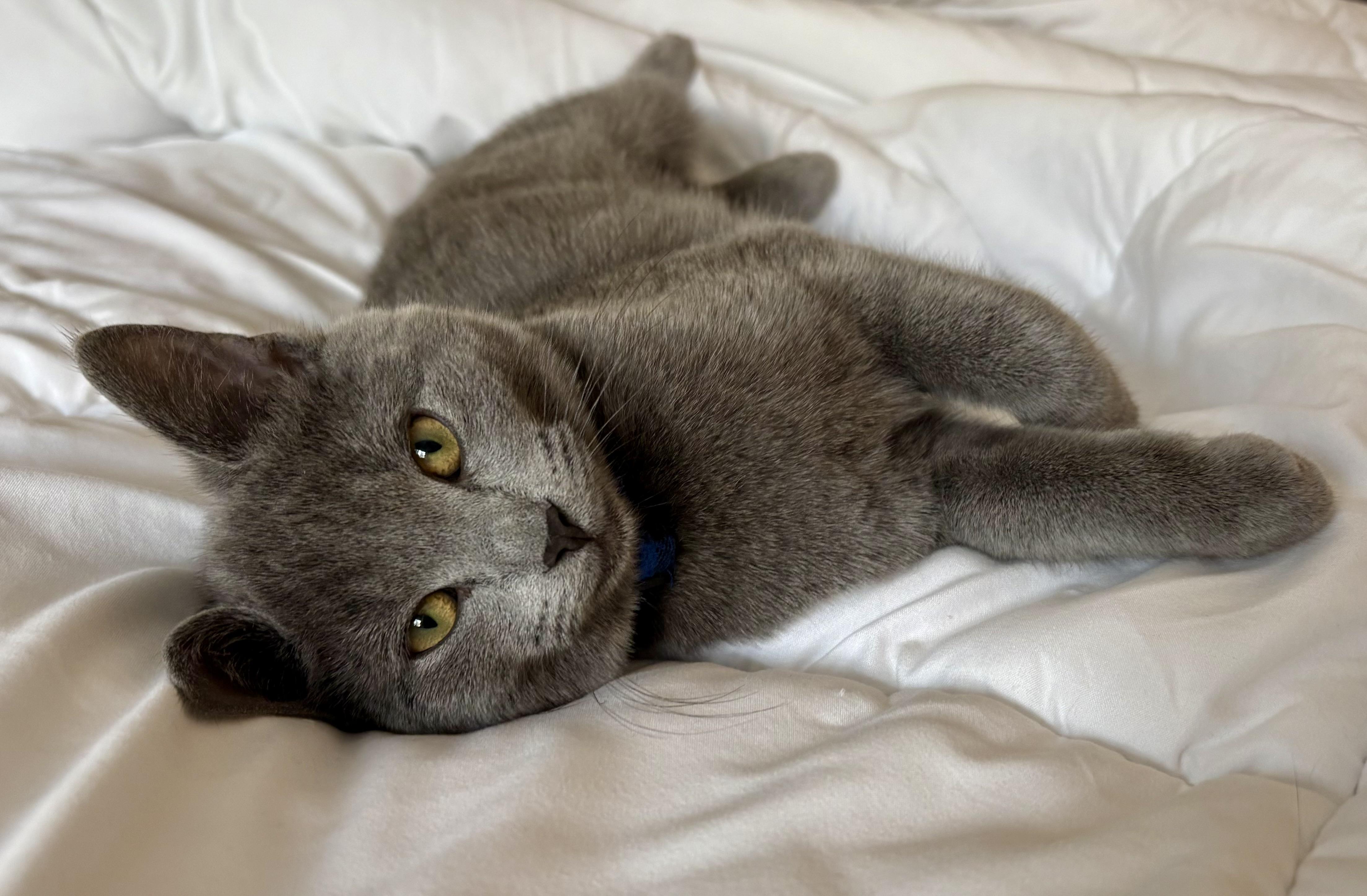 Alice Brady, Adopted, Young Female Domestic Medium Hair.