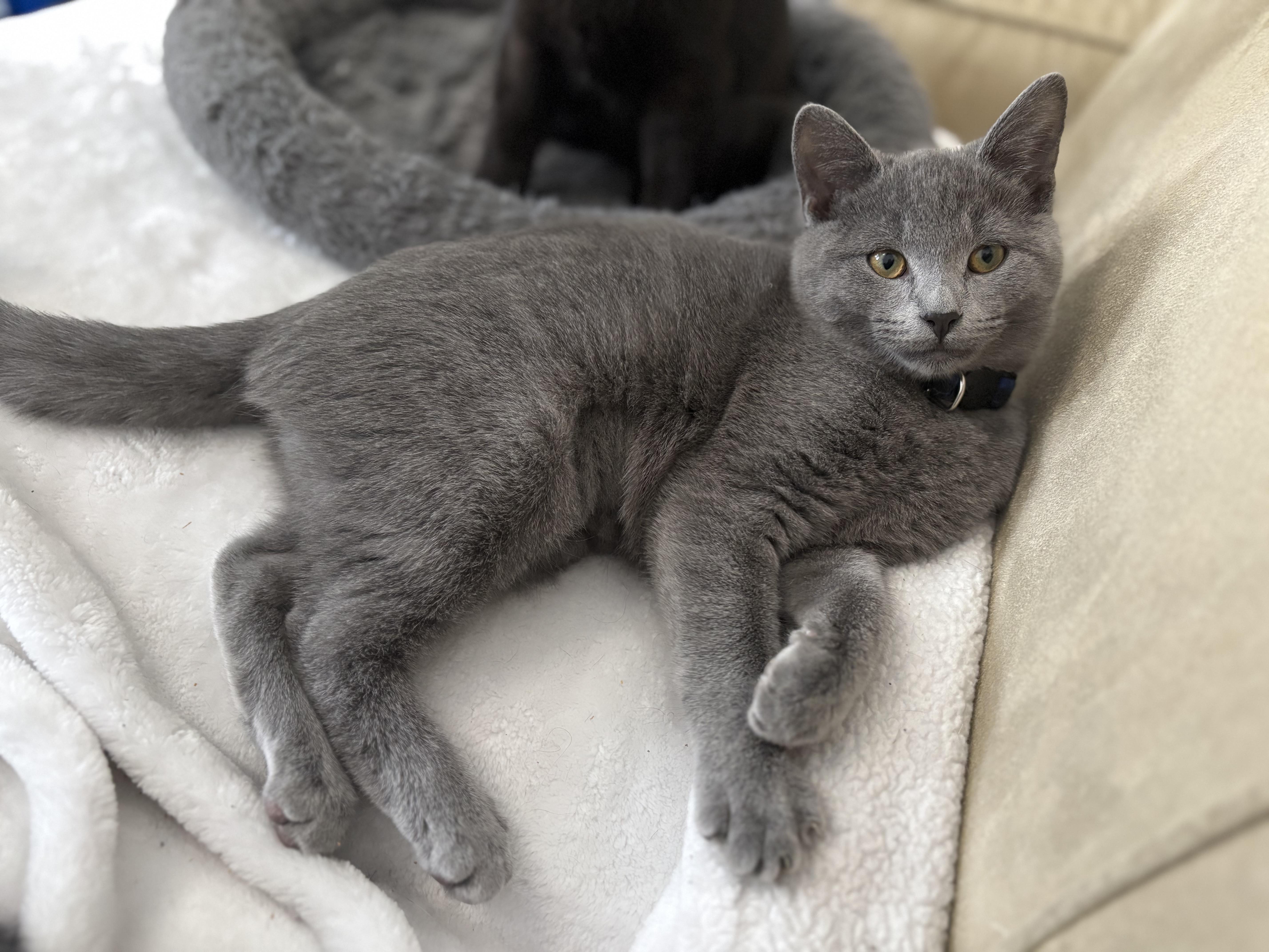 Enlarge Alice Brady, a Adopted Domestic Medium Hair in Burlington, VT image 2/6