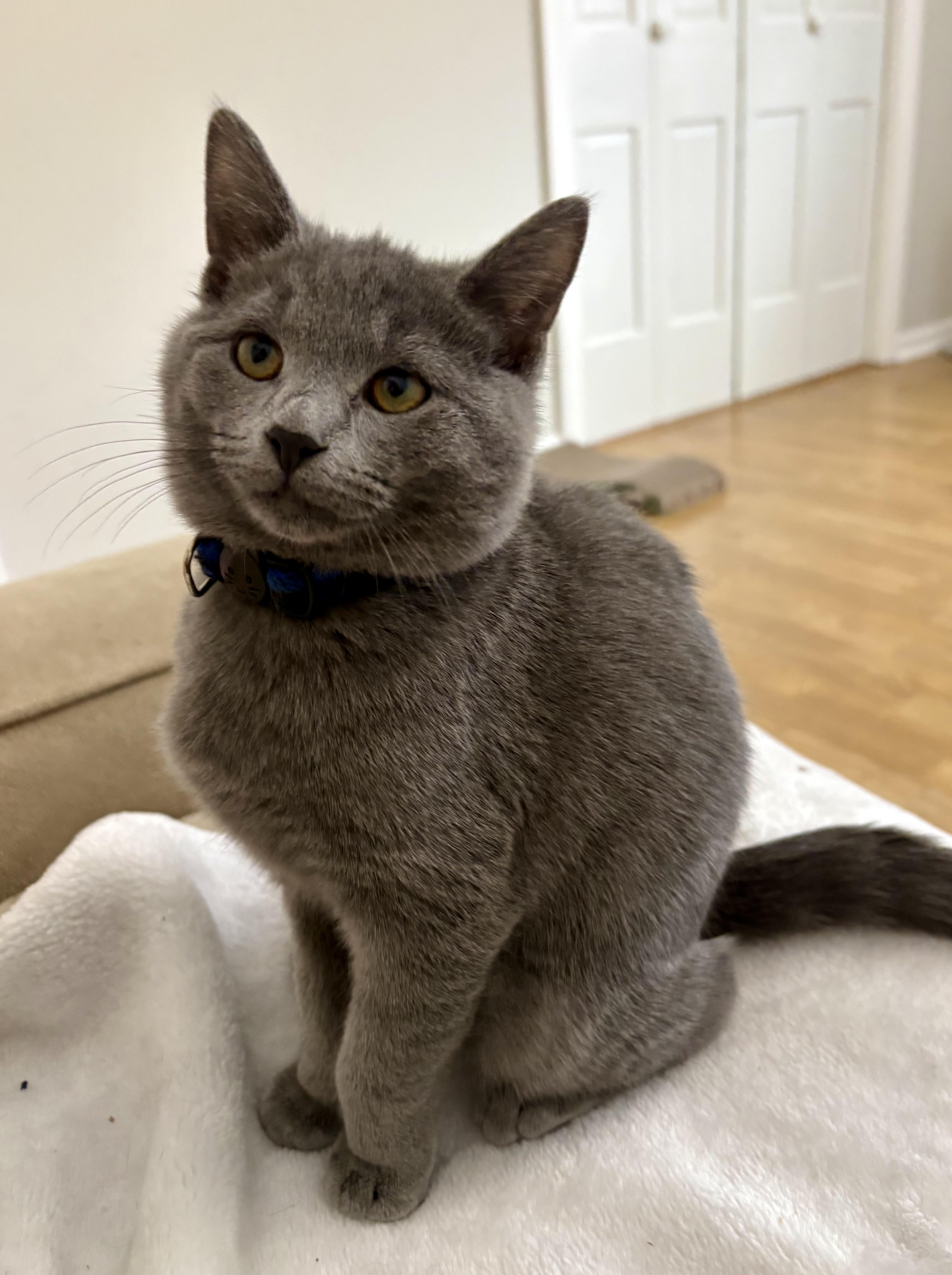 Enlarge Alice Brady, a Adopted Domestic Medium Hair in Burlington, VT image 3/6