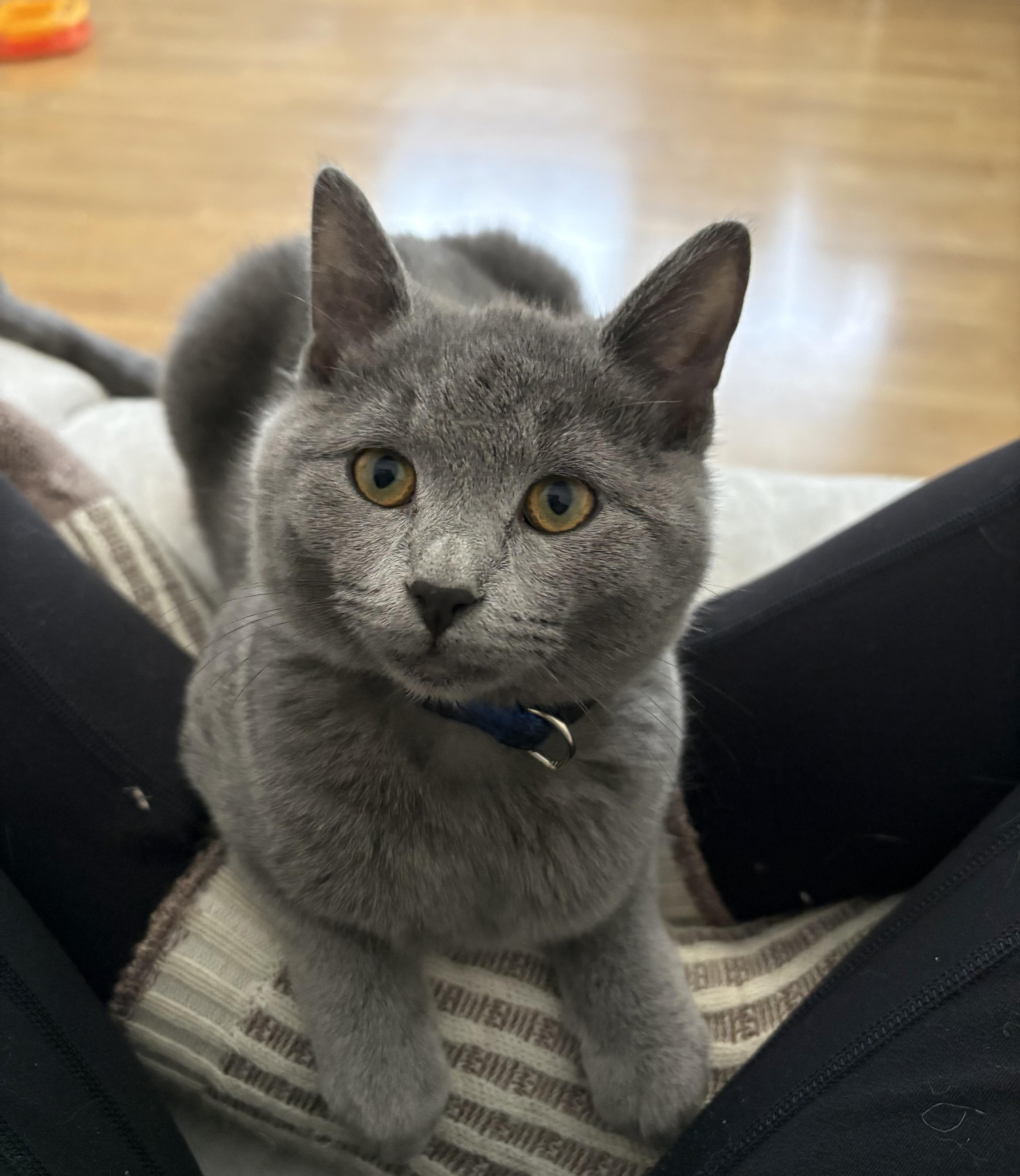 Enlarge Alice Brady, a Adopted Domestic Medium Hair in Burlington, VT image 5/6