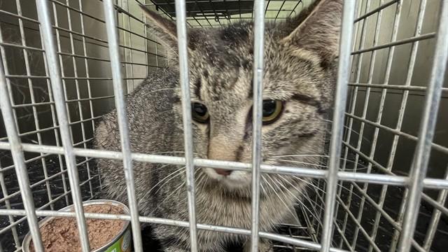 FERRA, Adoptable, Young Female Domestic Short Hair.