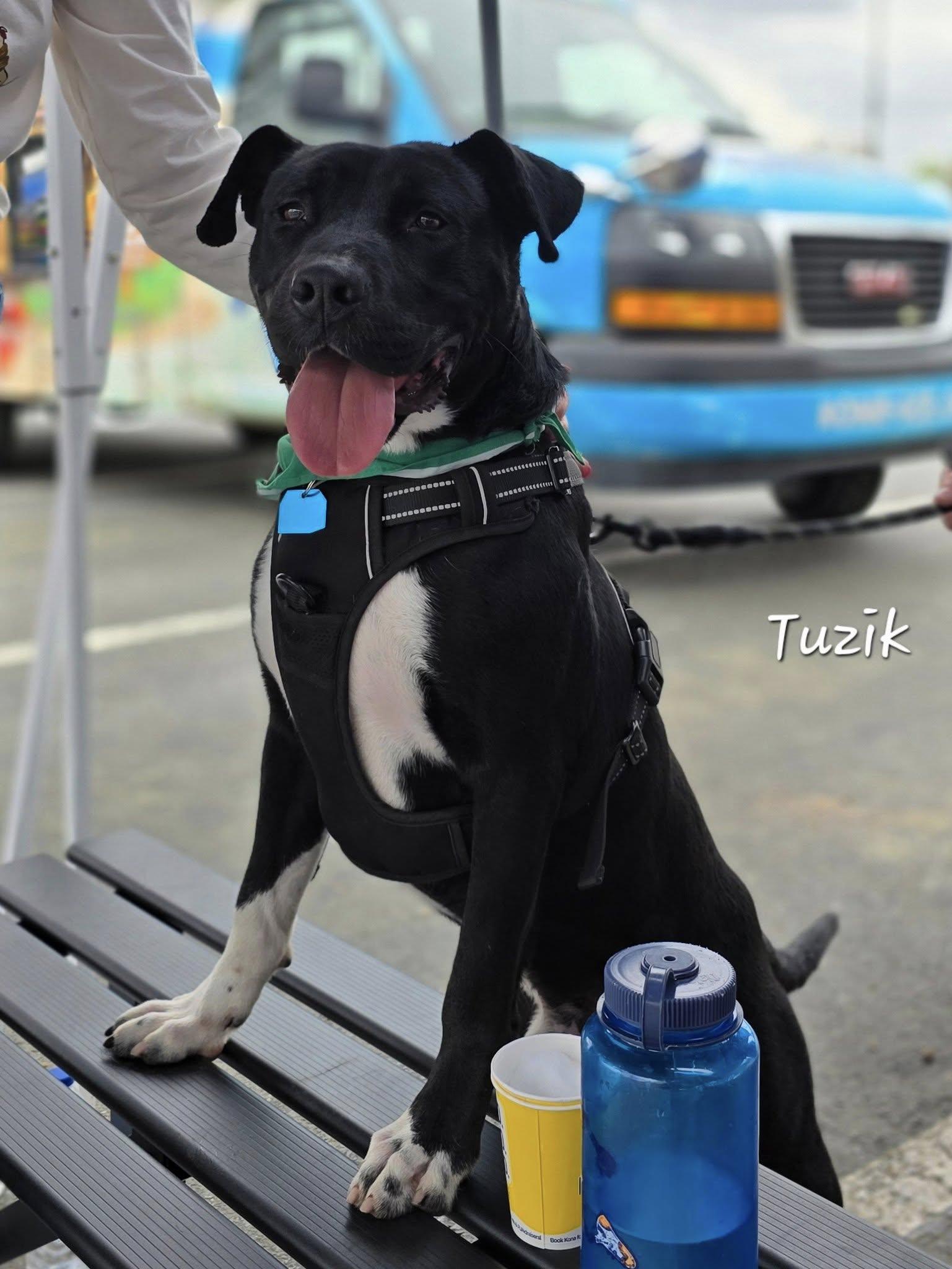 TUZIK (AT THE SHELTER SINCE JANUARY 2025!!!) photo 5