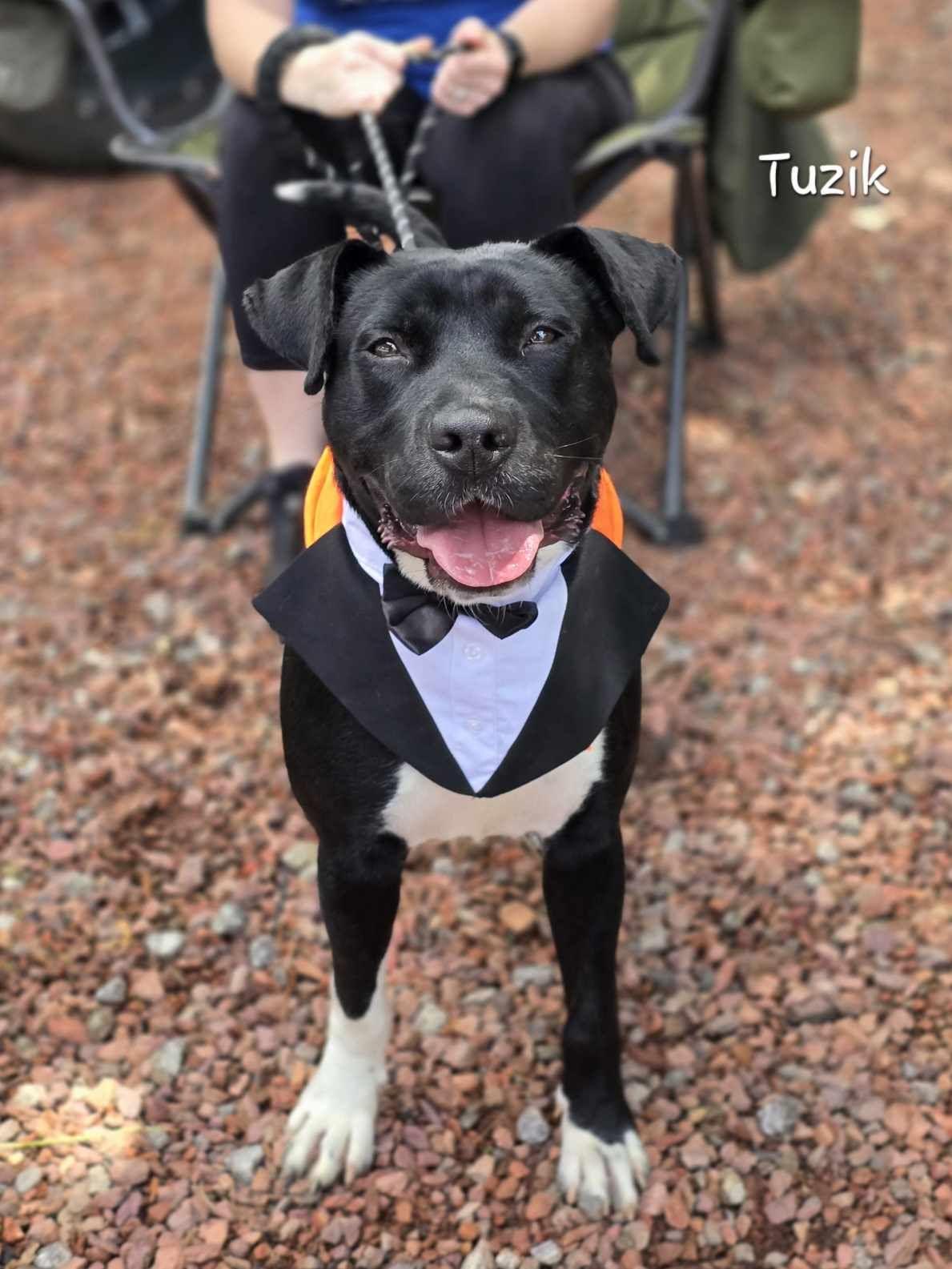 TUZIK (AT THE SHELTER SINCE JANUARY 2025!!!) photo 2