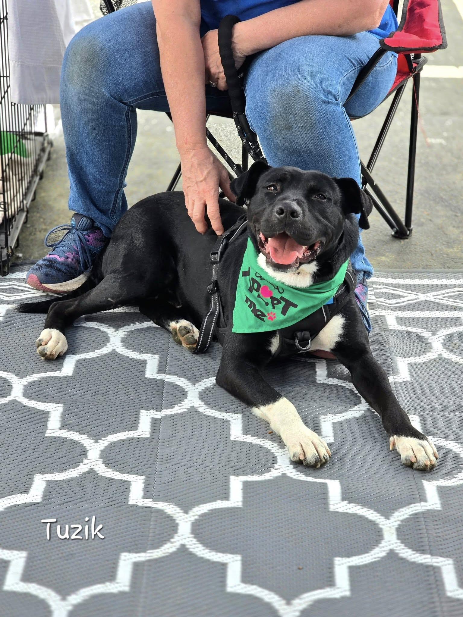 TUZIK (AT THE SHELTER SINCE JANUARY 2025!!!), Adult Male Pit Bull Terrier